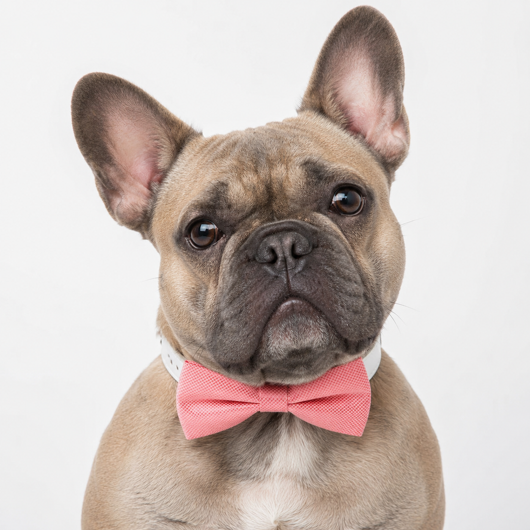 French Bulldog wearing a coral pink textured dog bow tie collar with white vegan leather collar against a white background