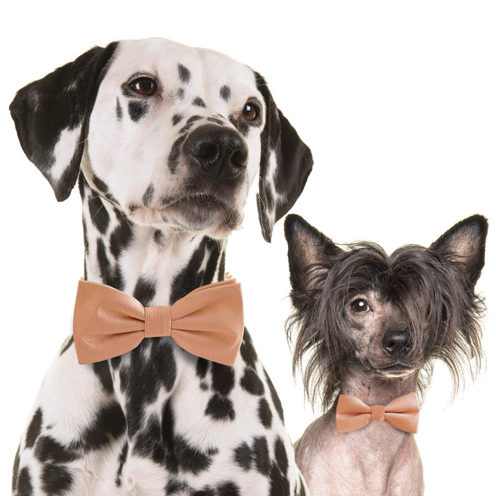 Dalmatian and Chinese Crested dogs wearing matching peach bow tie collars on white background
