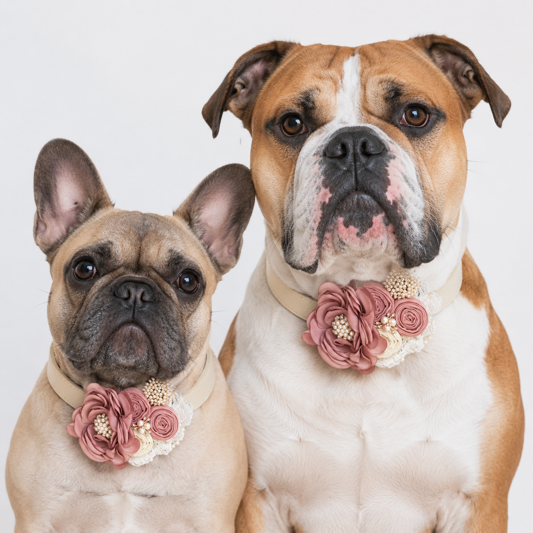 French Bulldog and English Bulldog wearing matching dusty rose floral dog collars with pearl accents and handmade flower arrangements.