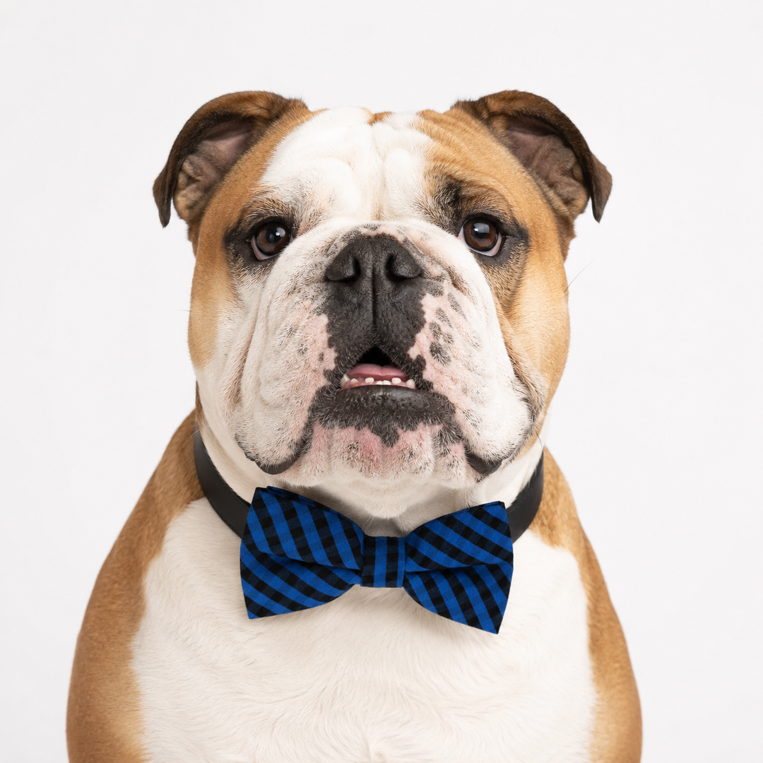 English Bulldog wearing a blue and black check pattern bow tie collar with black vegan leather collar