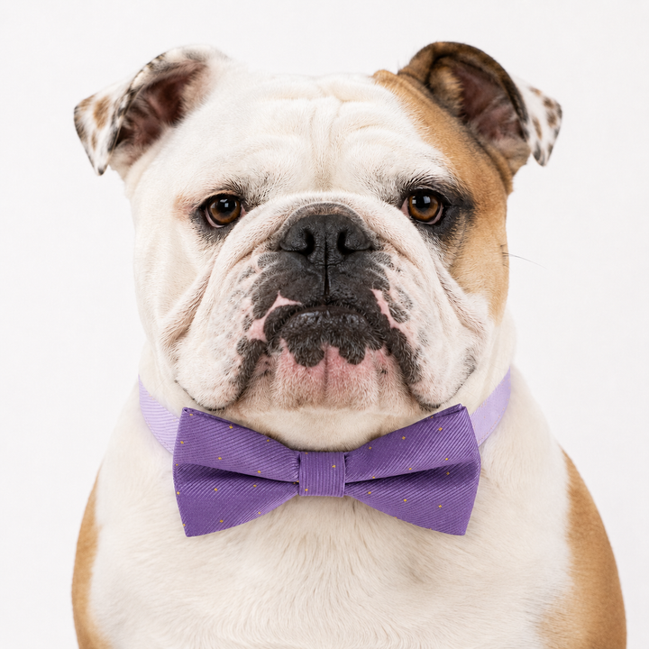 English Bulldog wearing a lavender micro dot dog bow tie collar with matching vegan leather collar and subtle gold dot accents on the bow tie