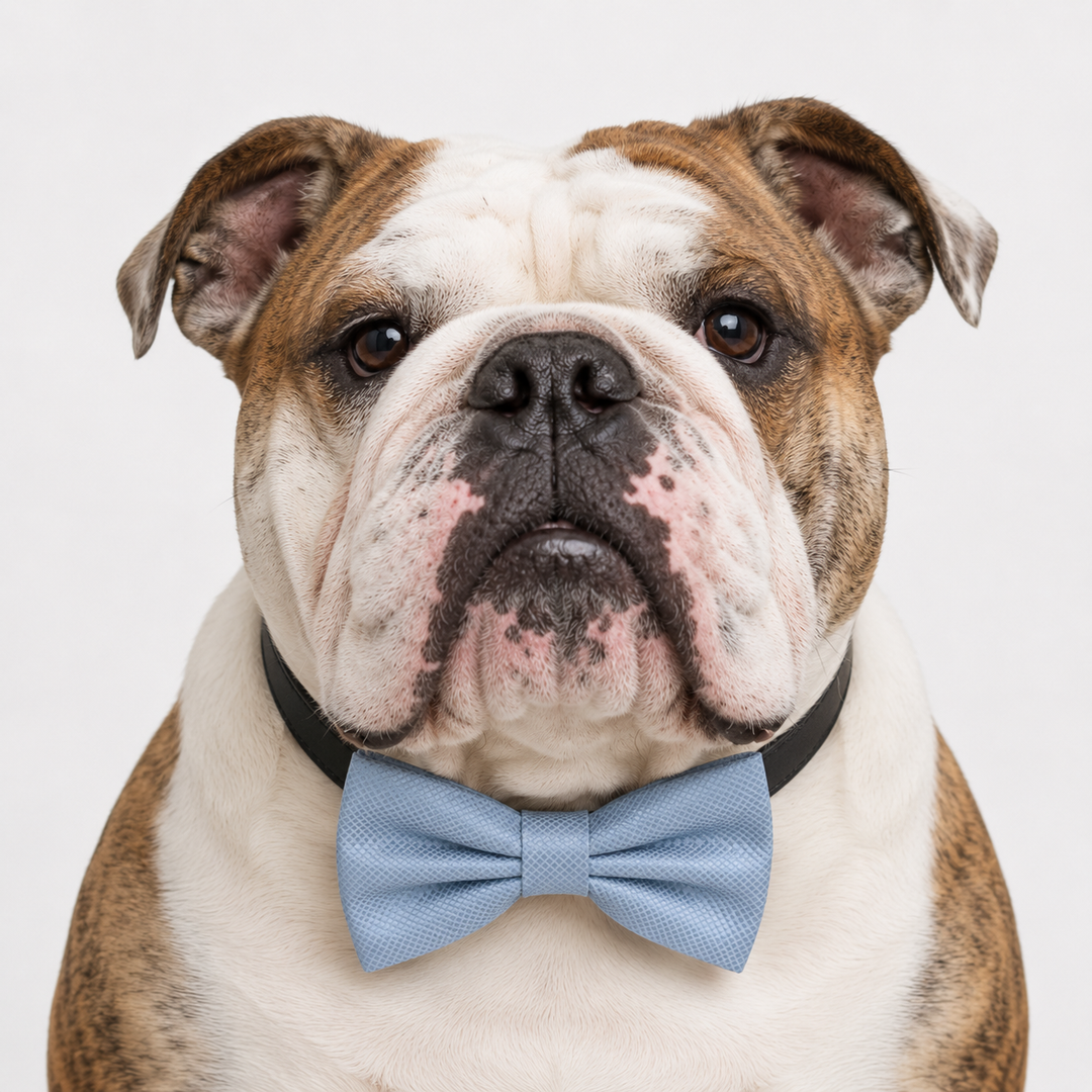 English Bulldog wearing a light blue textured satin bow tie collar with black vegan leather collar