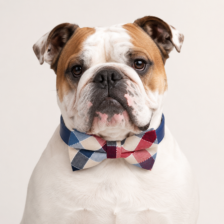 English bulldog wearing a red and blue plaid bow tie collar with navy vegan leather collar and classic check pattern