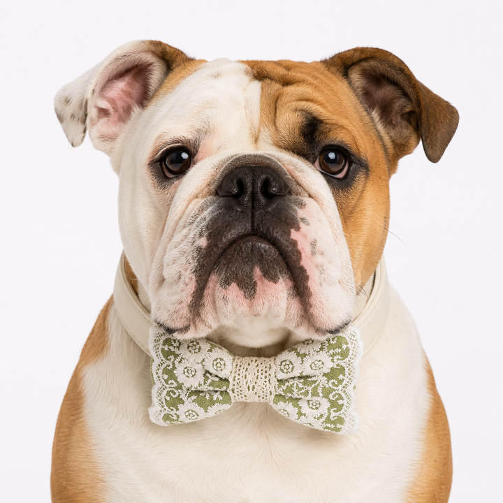English Bulldog wearing a Sage Green floral lace ring bearer dog bow tie collar with attached wedding ring holder ribbon, ivory vegan leather collar, and embroidered lace details for weddings and special occasions