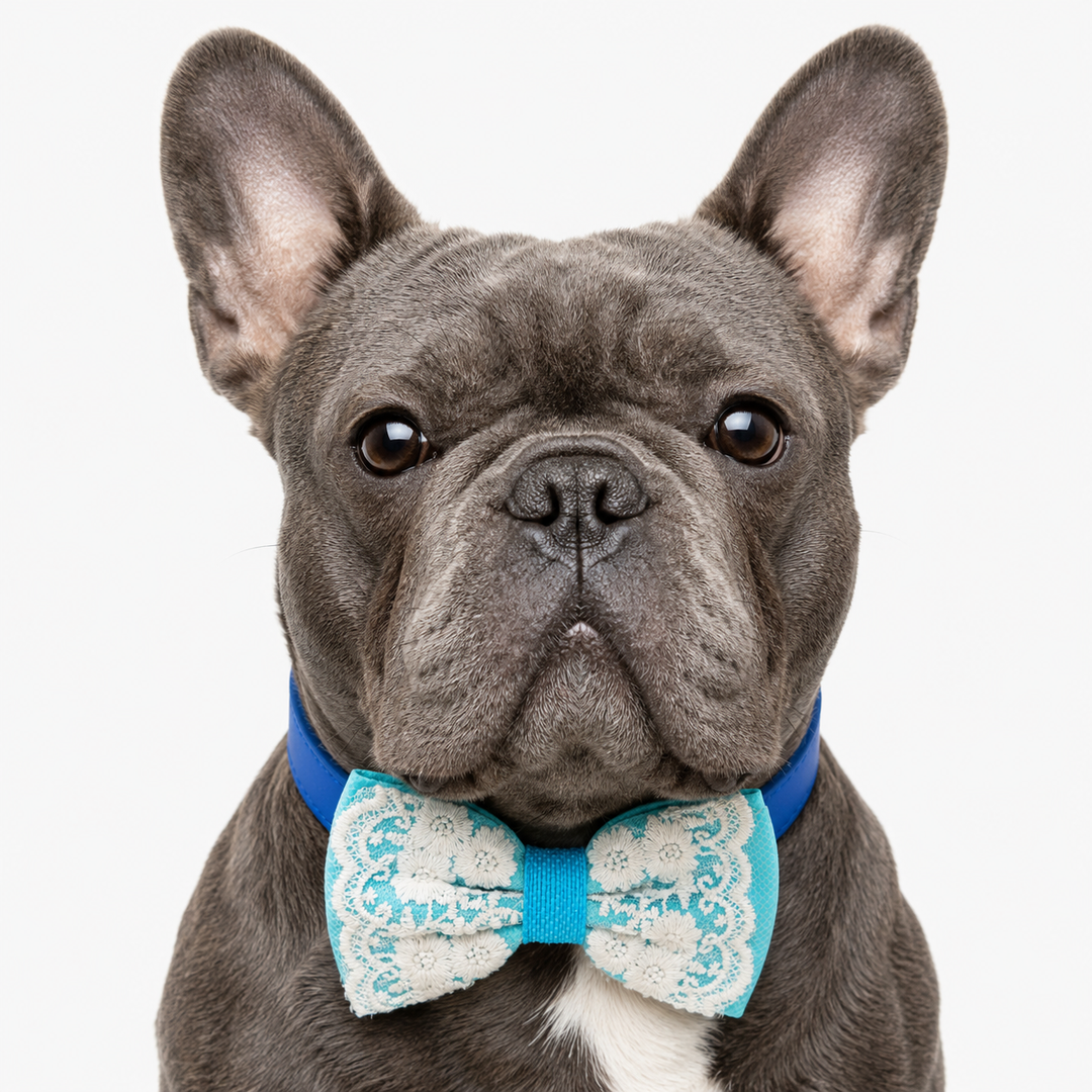 Gray French Bulldog wearing an aqua lace dog bow tie collar with floral embroidered lace details and royal blue vegan leather collar against a studio background