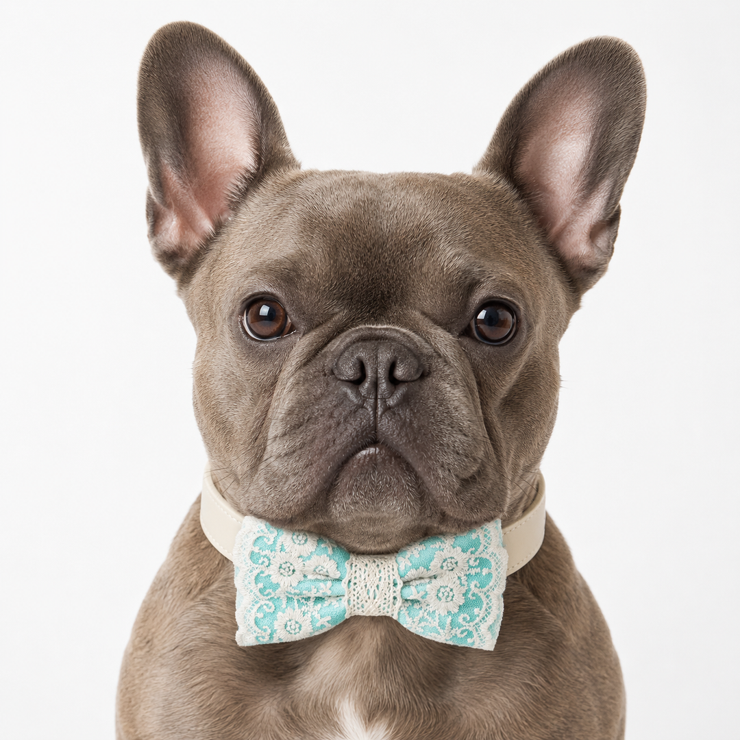 French bulldog wearing an aqua lace ring bearer dog bow tie collar with ivory vegan leather collar