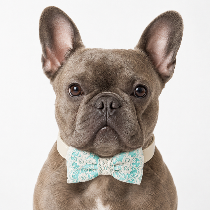 French bulldog wearing an aqua lace ring bearer dog bow tie collar with ivory vegan leather collar