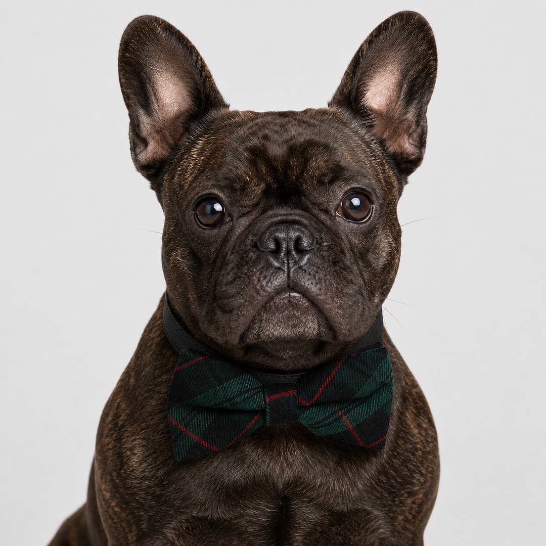 French Bulldog wearing a Blackwatch tartan dog bow tie collar with classic green and black plaid pattern and vegan leather collar