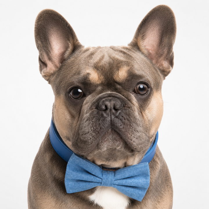 French bulldog wearing a blue chambray dog bow tie collar with blue vegan leather collar and timeless everyday style