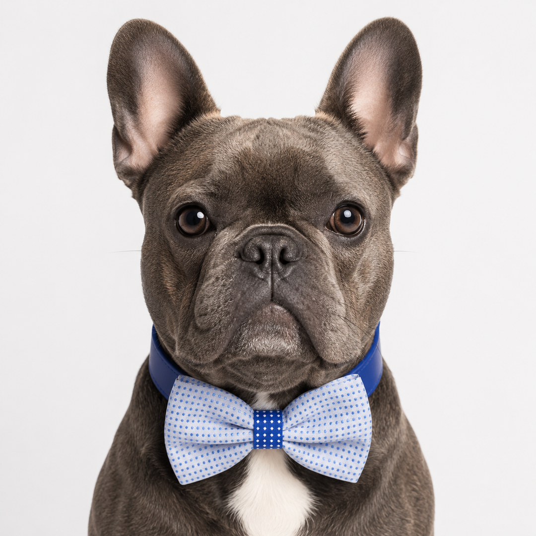 French Bulldog wearing a light blue polka dot bow tie collar with royal blue vegan leather collar.