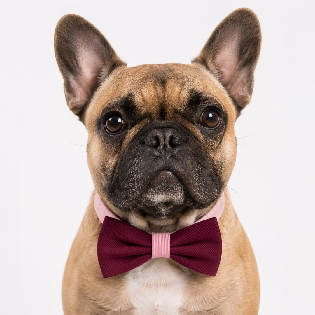 French Bulldog wearing a burgundy dog bow tie collar with pink center band and pink vegan leather collar on a white background