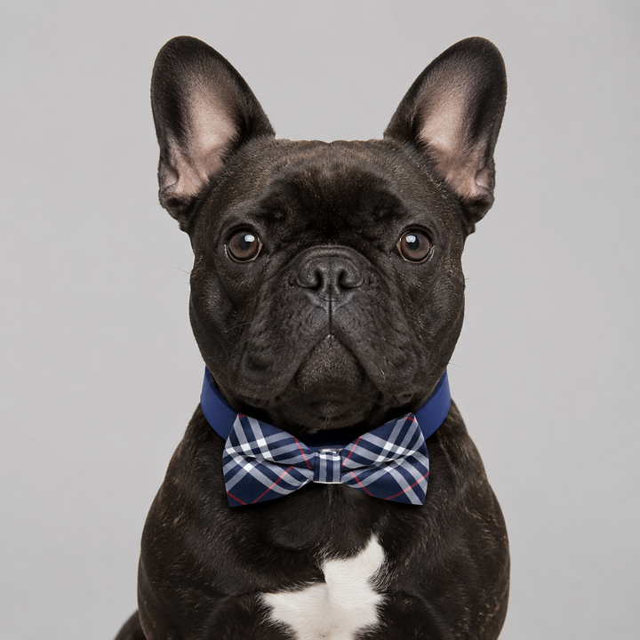 French bulldog wearing a navy check pattern bow tie collar with blue vegan leather collar and plaid bow tie design