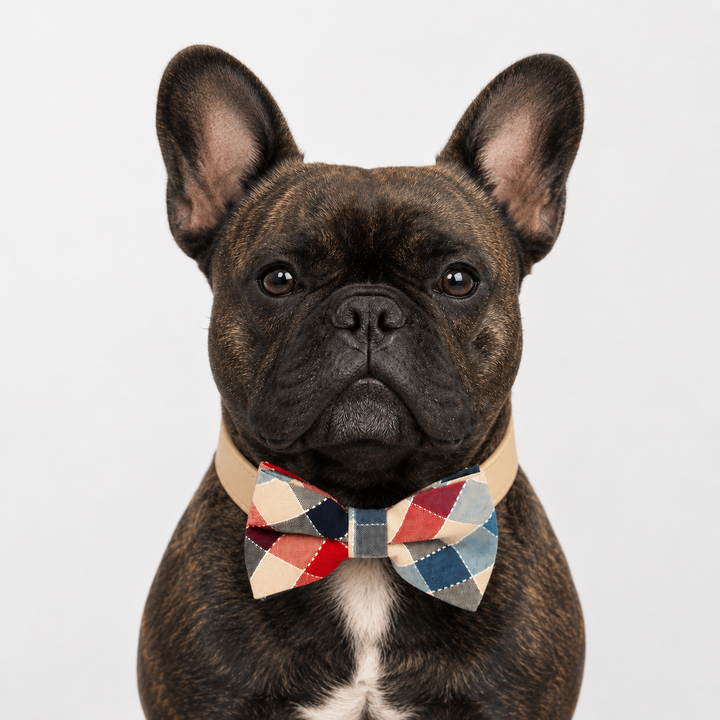French Bulldog wearing a multicolor check pattern bow tie collar with ivory vegan leather collar