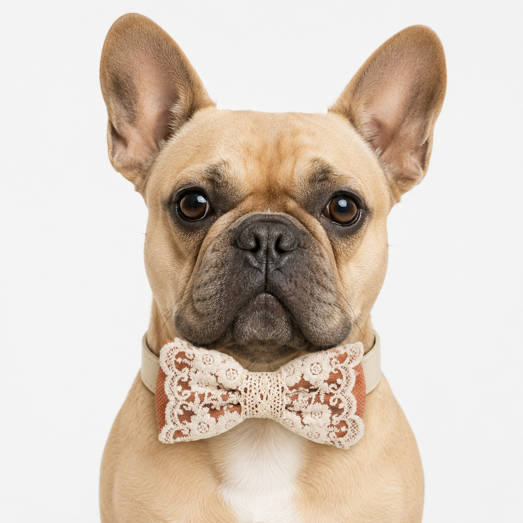 French Bulldog wearing a copper lace ring bearer dog bow tie collar with embroidered floral lace details and attached wedding ring holder ribbon for wedding ceremonies and special events