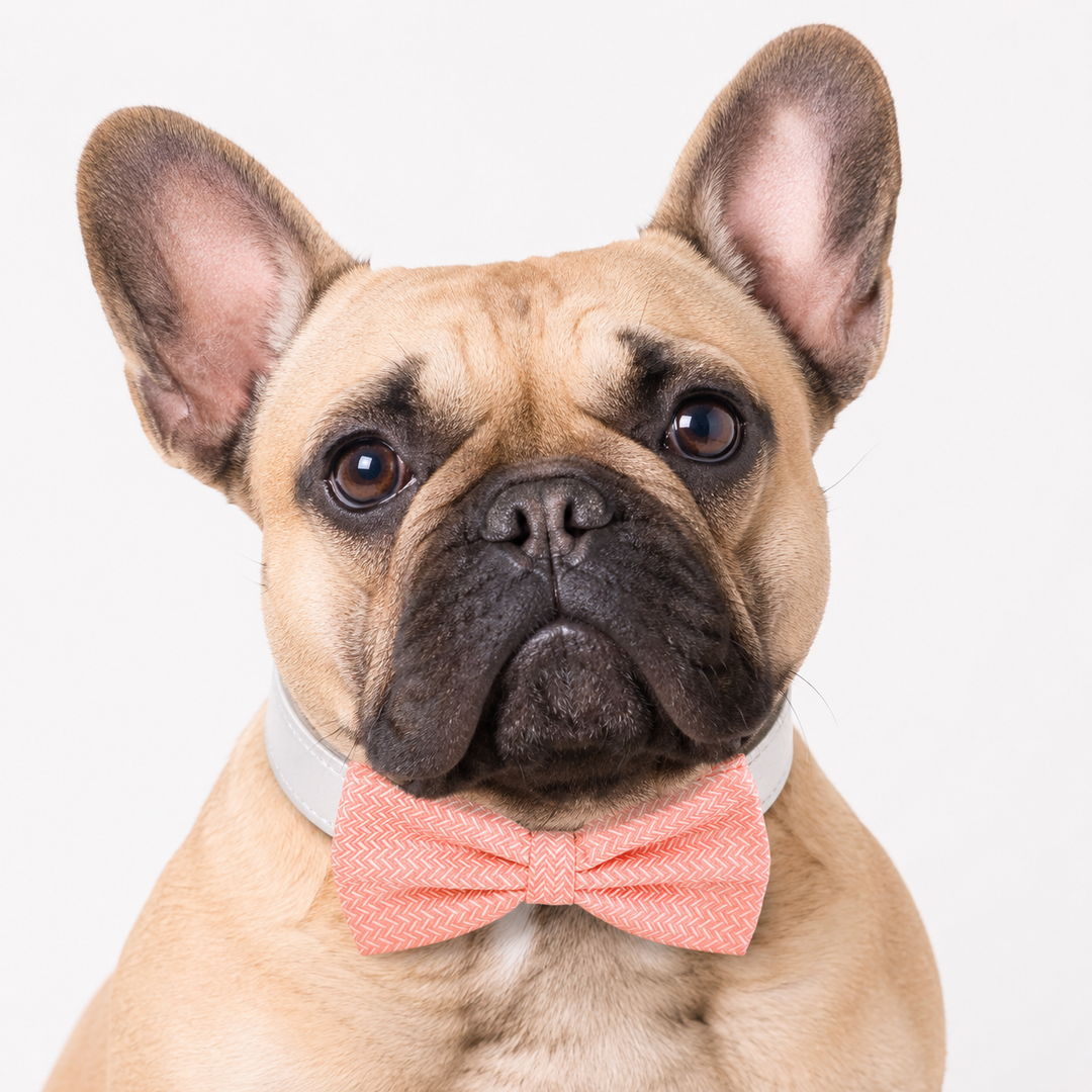 French Bulldog wearing a coral herringbone dog bow tie collar with white vegan leather collar and classic handmade bow tie design
