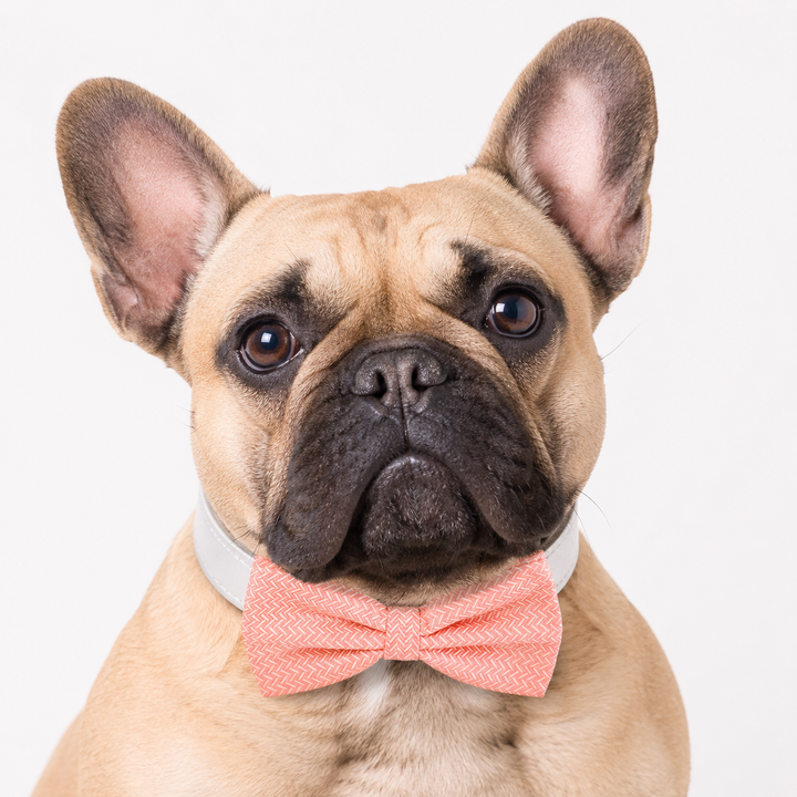French Bulldog wearing a coral herringbone dog bow tie collar with white vegan leather collar and classic handmade bow tie design