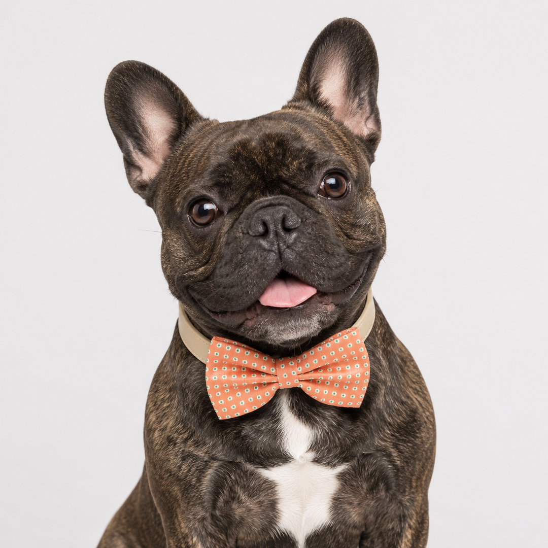 French bulldog wearing a coral polka dot bow tie collar with cream vegan leather collar and cheerful classic style