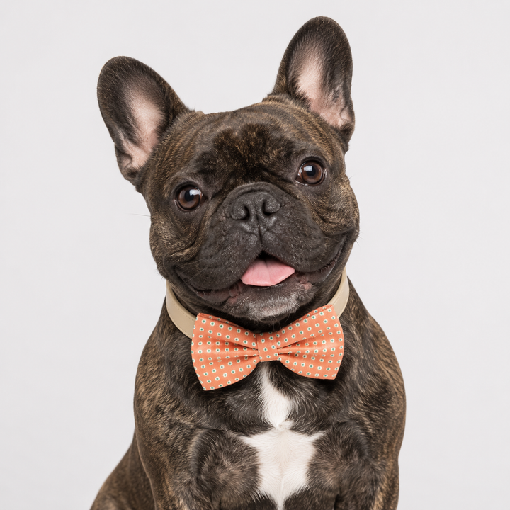 French bulldog wearing a coral polka dot bow tie collar with cream vegan leather collar and cheerful classic style