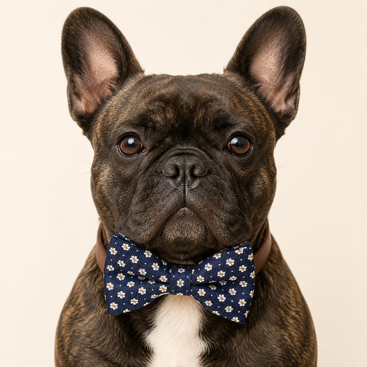 French bulldog wearing a navy blue daisy floral bow tie collar with brown vegan leather collar for everyday wear and special occasions