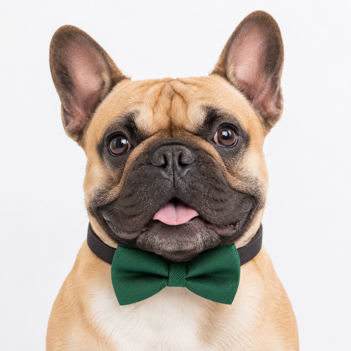 French Bulldog wearing an emerald green dog bow tie collar with woven texture fabric and dark brown vegan leather collar for formal occasions and everyday wear