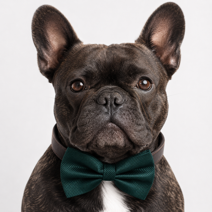 French Bulldog wearing an emerald green textured dog bow tie collar with dark brown vegan leather collar for weddings, parties, and formal occasions