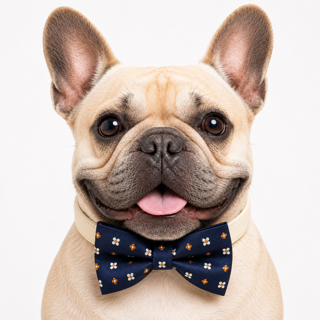 French bulldog wearing a navy blue floral bow tie collar with orange and white flower pattern and cream vegan leather collar