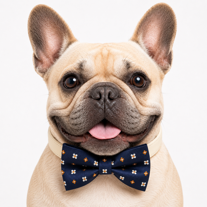 French bulldog wearing a navy blue floral bow tie collar with orange and white flower pattern and cream vegan leather collar