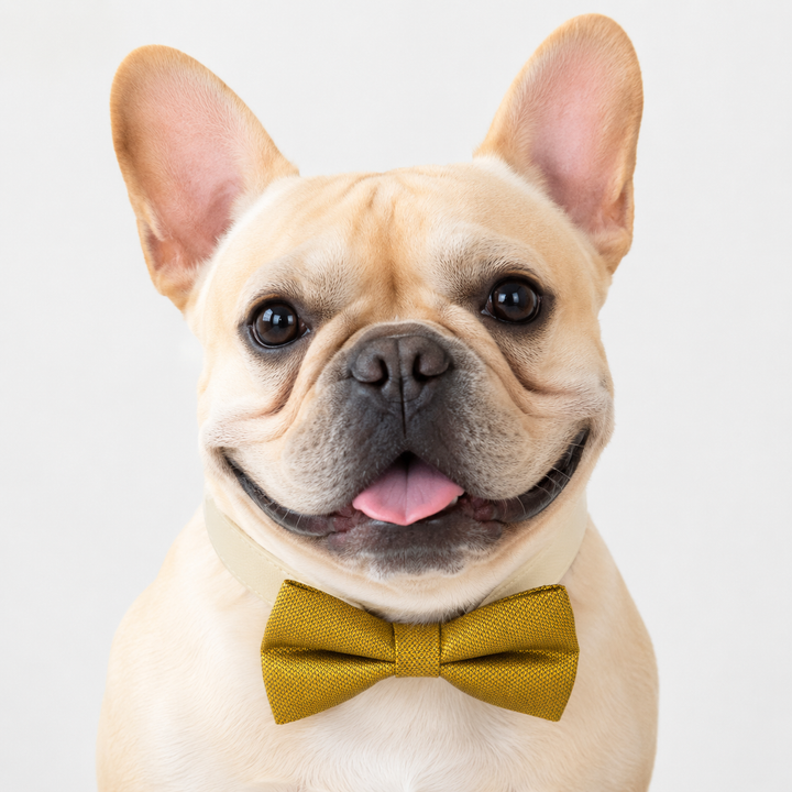 French Bulldog wearing a gold textured dog bow tie collar with ivory vegan leather collar for weddings, parties, and formal occasions