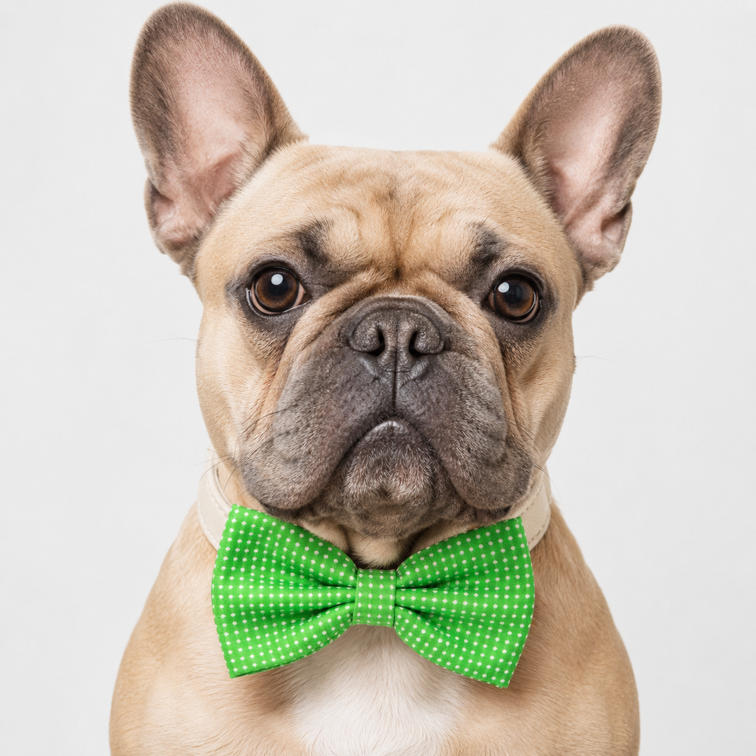 French bulldog wearing a green polka dot dog bow tie collar with ivory vegan leather collar and classic everyday style