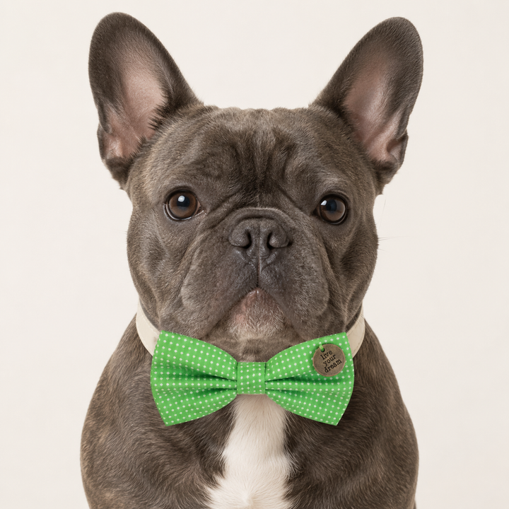French Bulldog wearing a green polka dot dog bow tie collar with live your dream charm and cream vegan leather collar