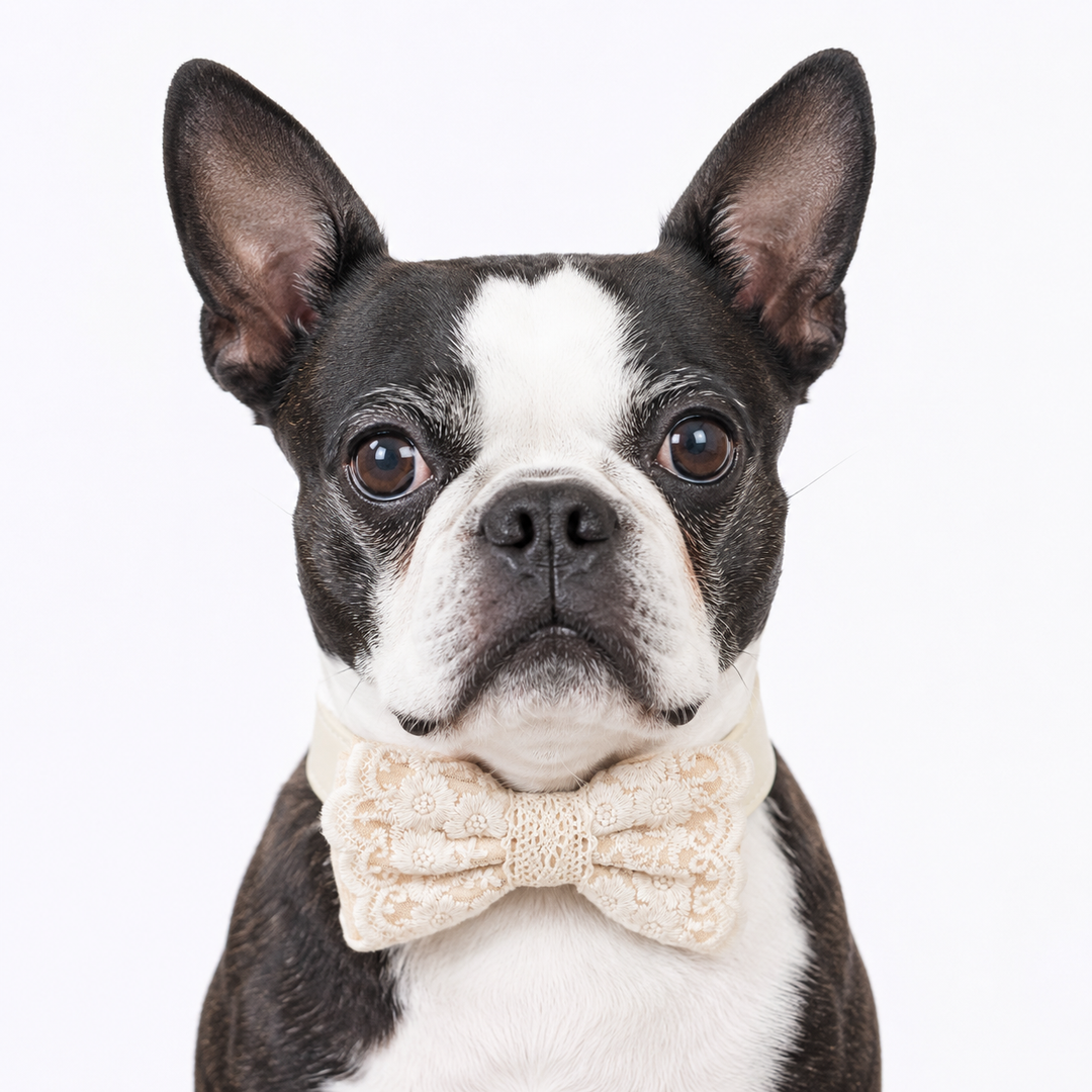 French Bulldog wearing an Ivory ring bearer dog bow tie collar with attached wedding ring holder ribbon and floral embroidered lace bow tie for weddings, ceremonies, and formal occasions