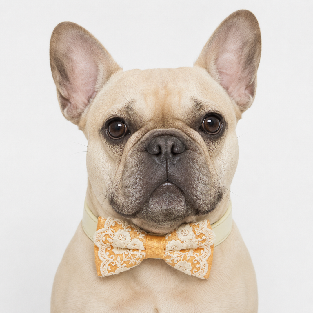 French Bulldog wearing an apricot lace bow tie collar with ivory vegan leather collar for weddings and special occasions.