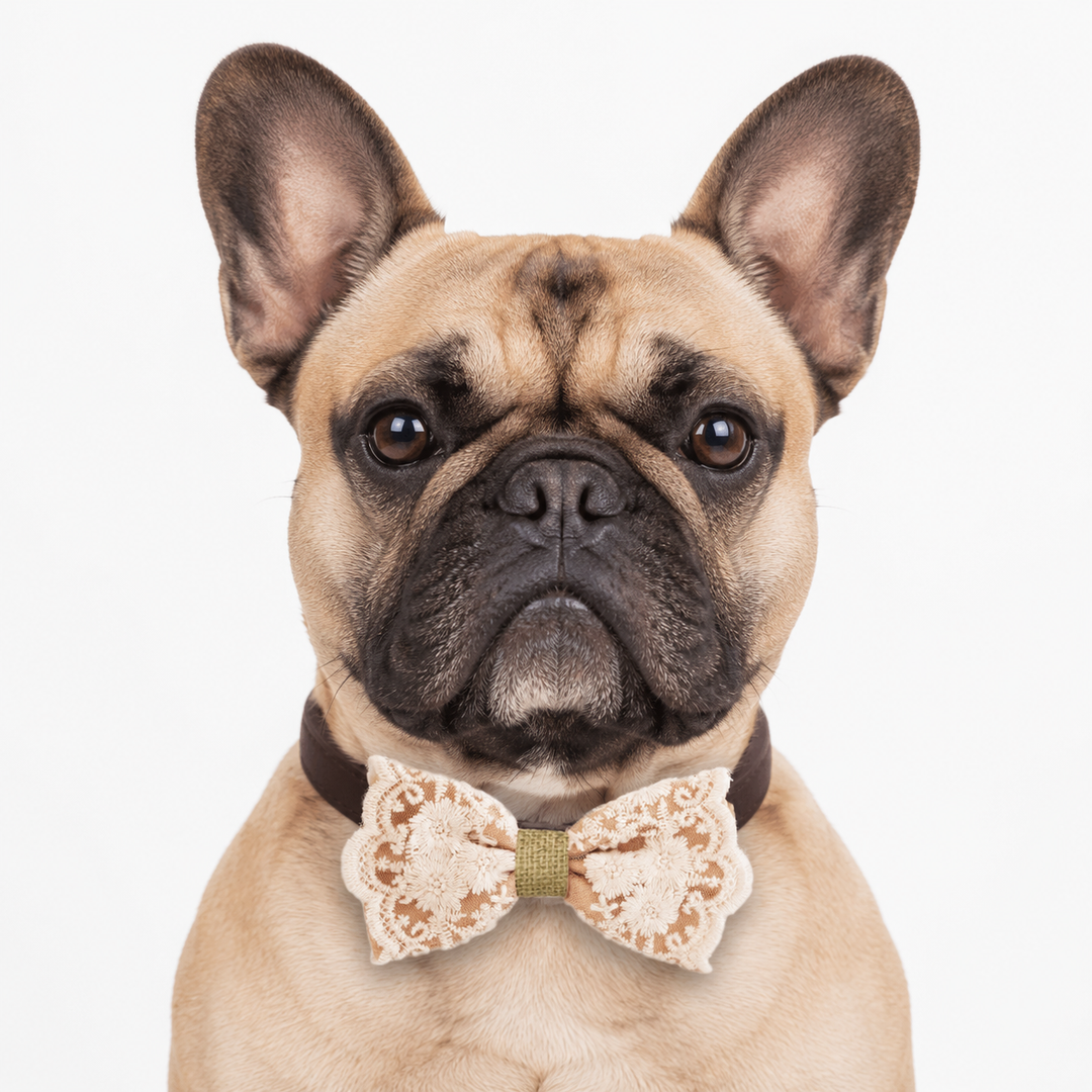 French Bulldog wearing a beige floral lace bow tie collar with dark brown vegan leather collar for weddings and special occasions.
