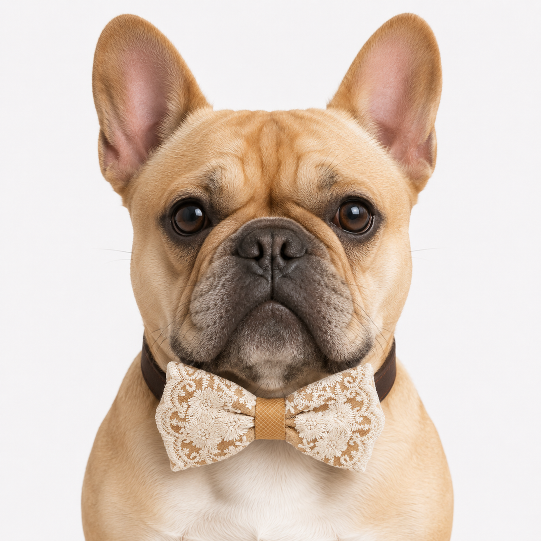 French Bulldog wearing a handmade lace bow tie collar with floral embroidery and elegant ring bearer styling.