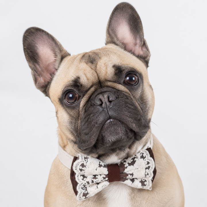French Bulldog wearing an ivory floral lace bow tie collar with vegan leather strap for weddings and special occasions