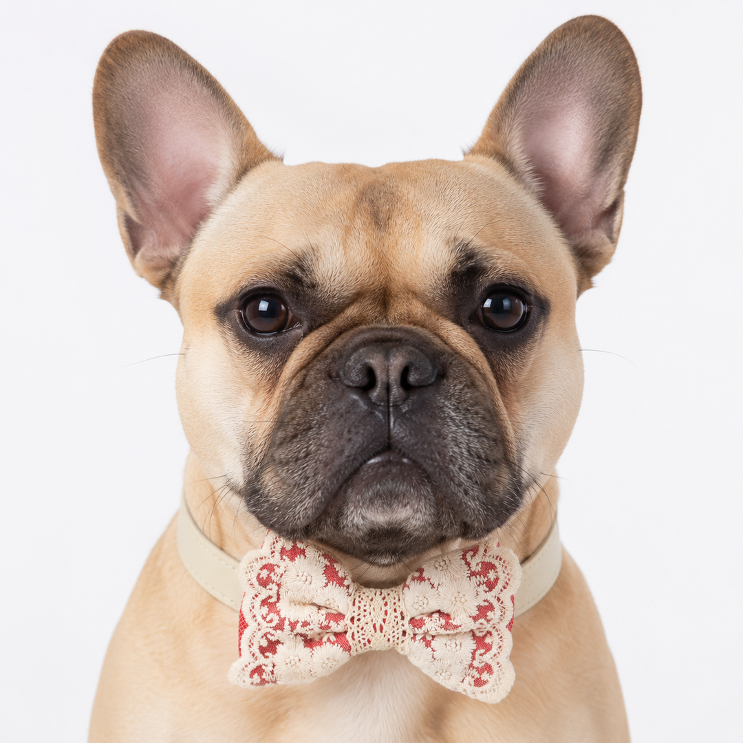 French Bulldog wearing a coral lace dog bow tie collar for weddings, ring bearer duties, and formal occasions