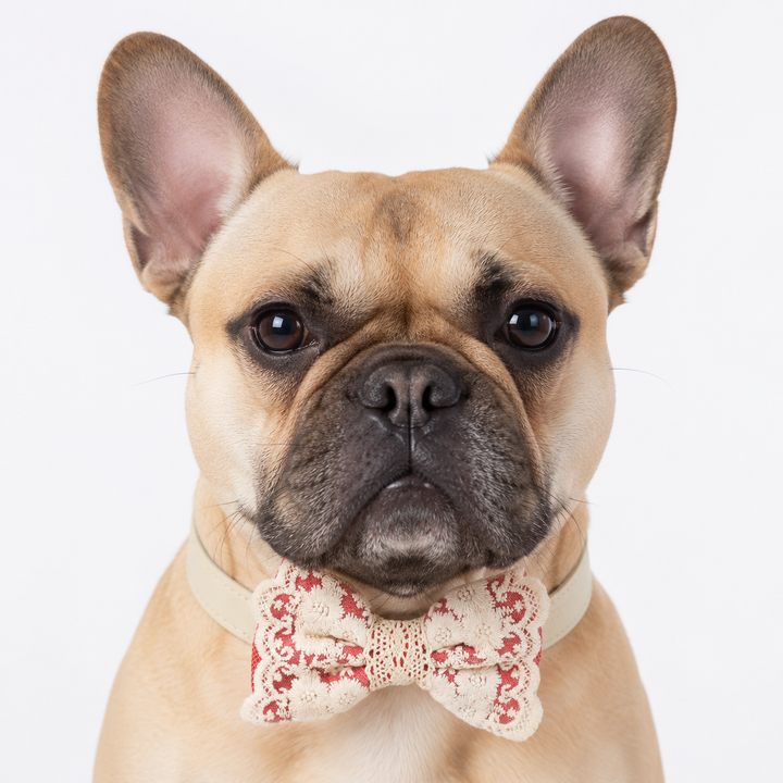 French Bulldog wearing a coral lace dog bow tie collar for weddings, ring bearer duties, and formal occasions