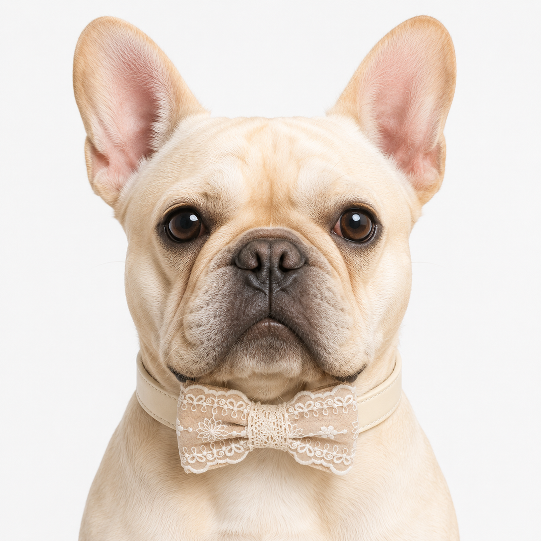 French bulldog wearing an ivory lace ring bearer dog bow tie collar with vegan leather collar for weddings