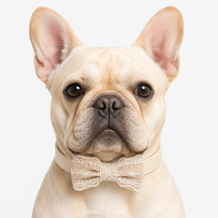 French bulldog wearing an ivory lace ring bearer dog bow tie collar with vegan leather collar for weddings