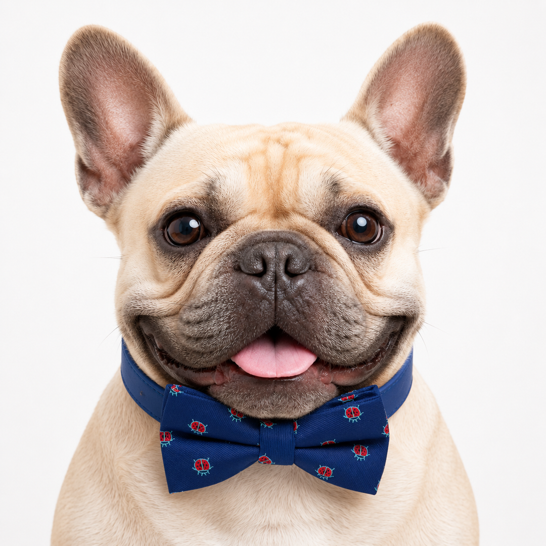 French bulldog wearing a blue ladybug bow tie collar with blue vegan leather collar and playful insect pattern