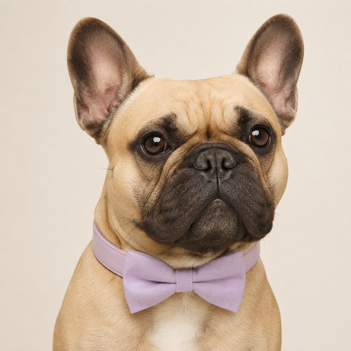 French Bulldog wearing a solid lavender dog bow tie collar with a matching light lavender vegan leather collar and silver-tone hardware