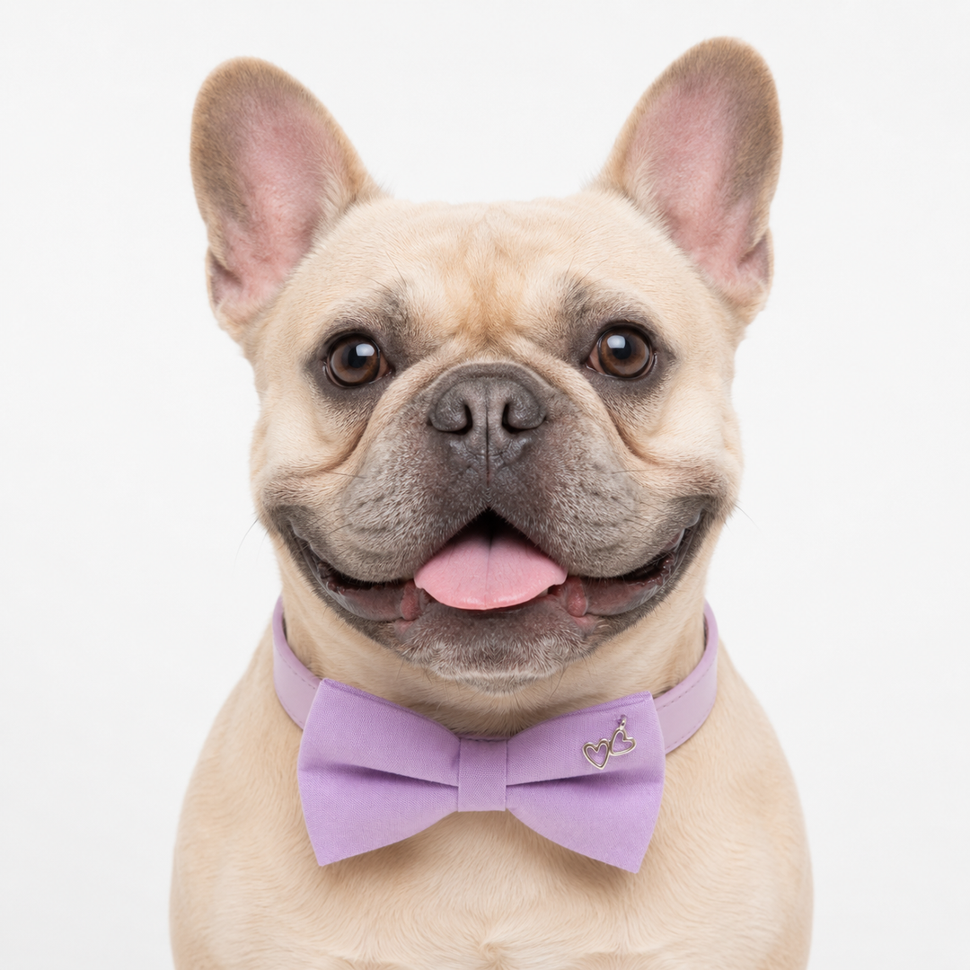 French Bulldog wearing lavender dog bow tie collar with decorative double heart charm and matching vegan leather collar
