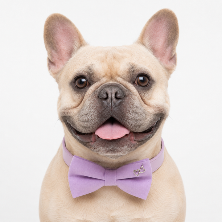 French Bulldog wearing lavender dog bow tie collar with decorative double heart charm and matching vegan leather collar