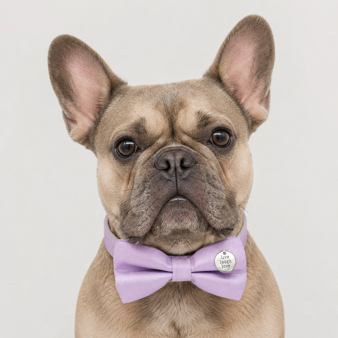 French Bulldog wearing a lavender satin dog bow tie collar with engraved live laugh love charm and matching vegan leather collar