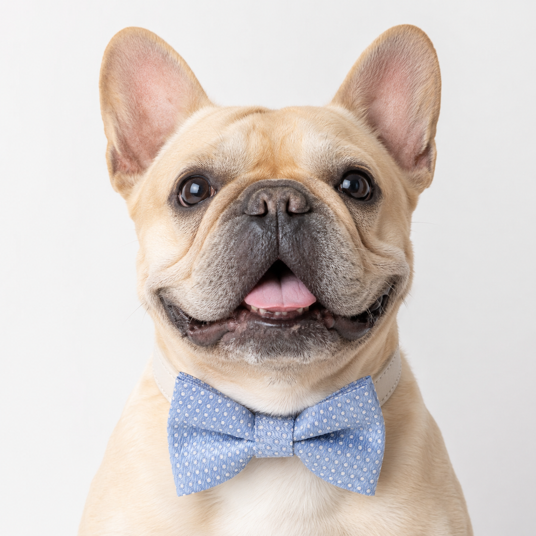 French bulldog wearing a light blue textured dog bow tie collar with ivory vegan leather collar and refined classic style