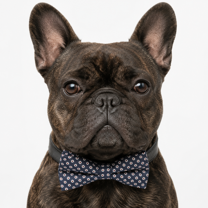 French bulldog wearing a navy blue mini floral bow tie collar with black vegan leather collar and silver-tone hardware for everyday wear and special occasions