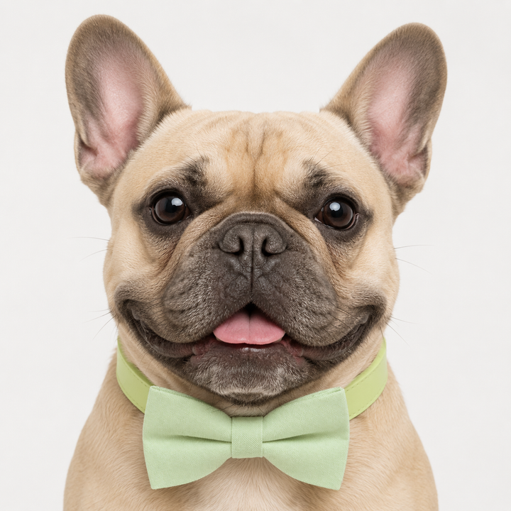 French bulldog wearing a mint green solid color dog bow tie collar with matching vegan leather collar and classic minimalist style