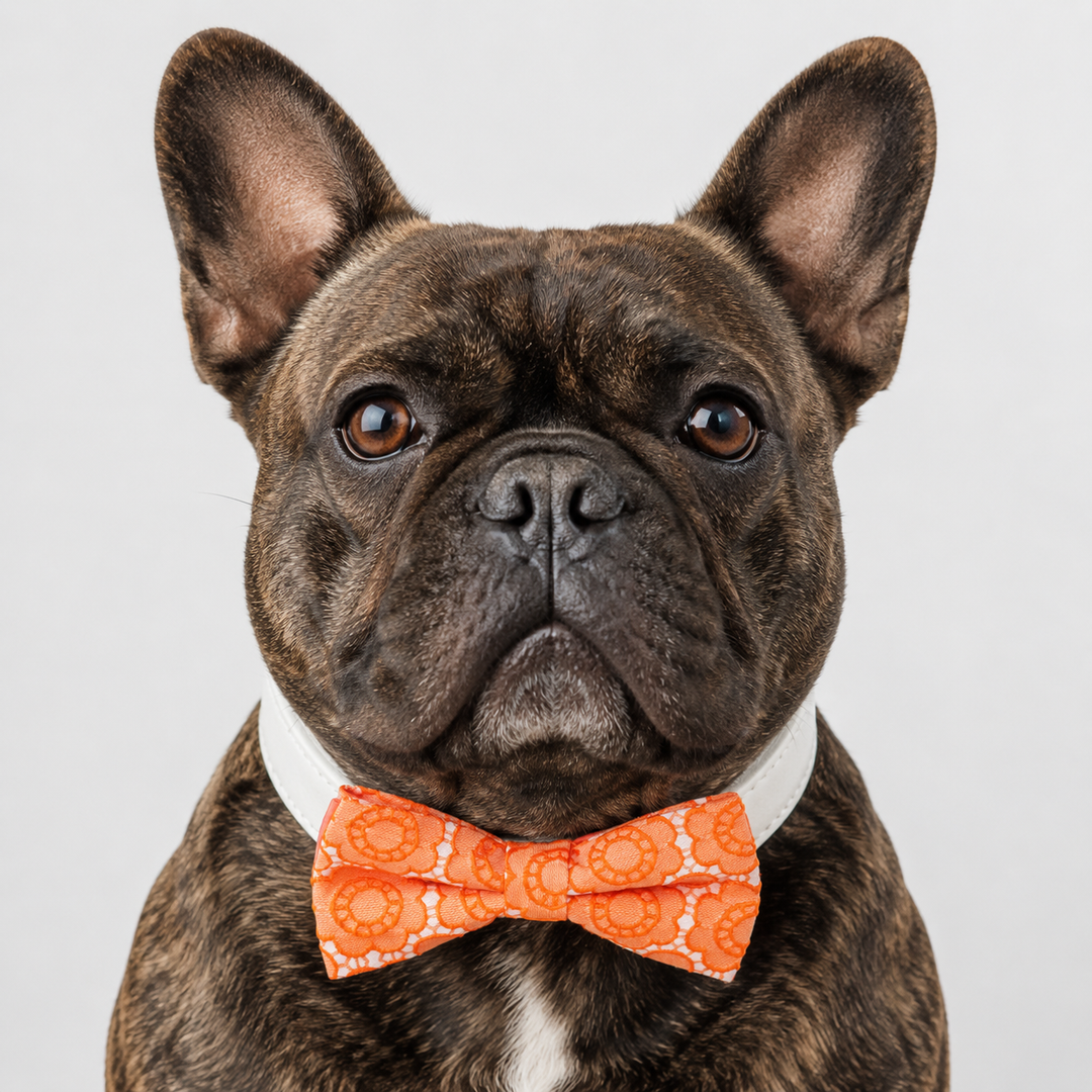 French bulldog wearing an orange floral lace bow tie collar with white vegan leather collar for special occasions and everyday wear
