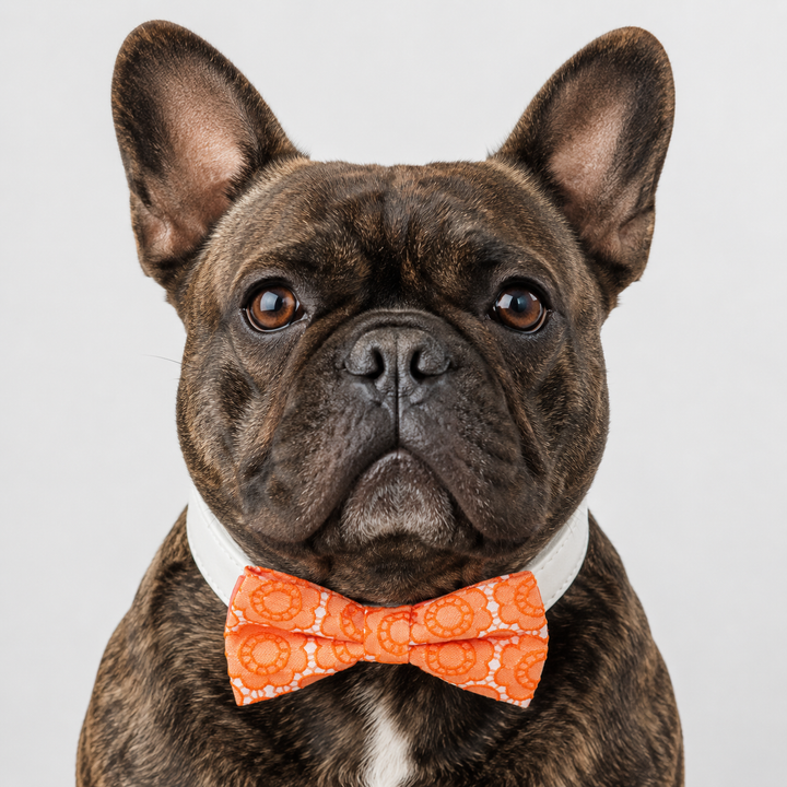 French bulldog wearing an orange floral lace bow tie collar with white vegan leather collar for special occasions and everyday wear