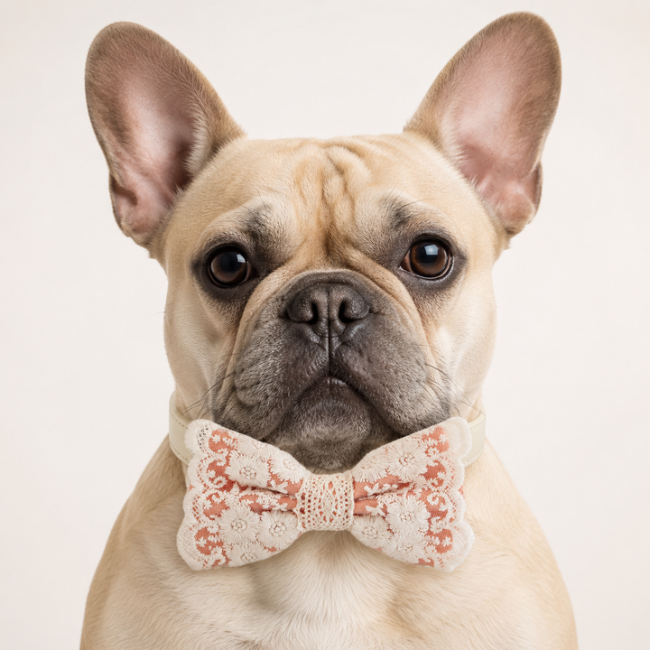 French Bulldog wearing an orange lace dog bow tie collar with floral embroidered lace details and ivory vegan leather collar for weddings, parties, and special occasions